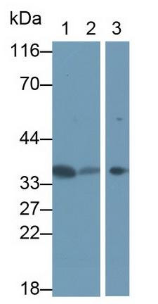 5313
