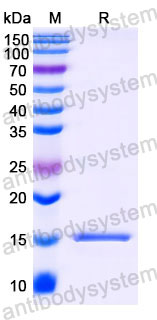 Валидация SDS-PAGE - AntibodySystem RHC36001