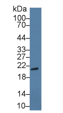 14081