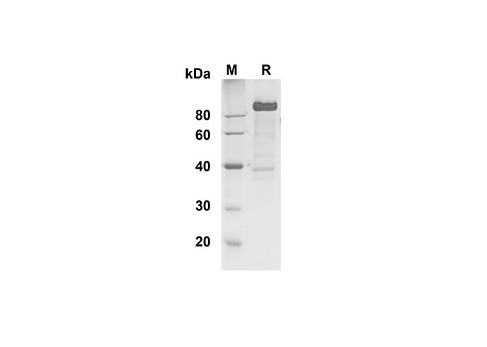 Валидация Elabscience PDMH100304(916)