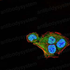 Валидация IF - AntibodySystem RHN20003