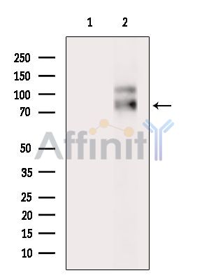 Валидация Affinity DF13889 - 9619