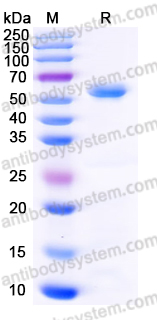 YHF75502, SDS-PAGE