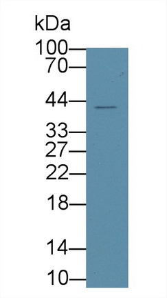 17676