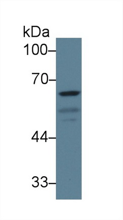 10268