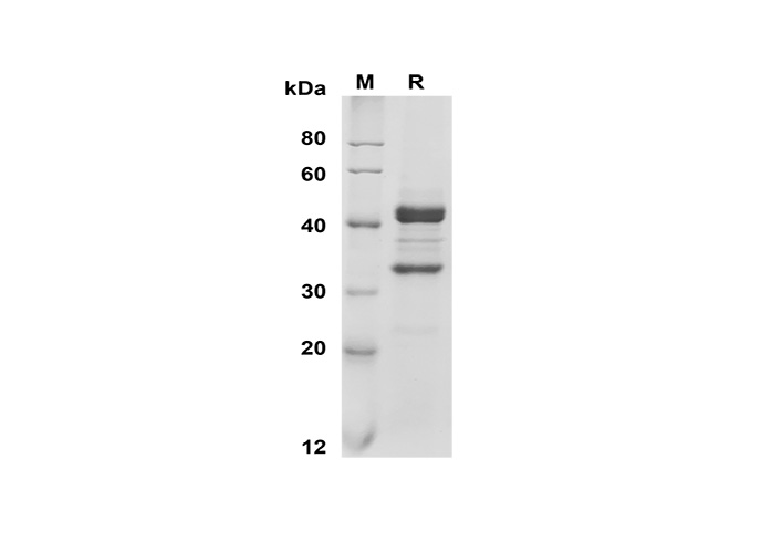 Валидация Elabscience PDMM100178(1138)