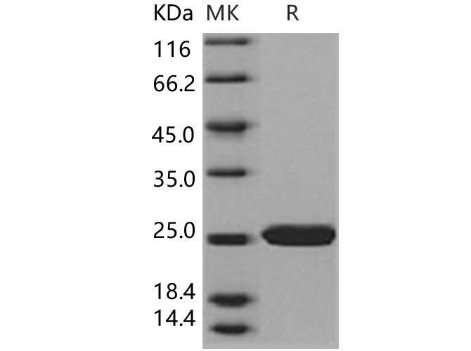 Валидация Elabscience PKSH030795(1649)
