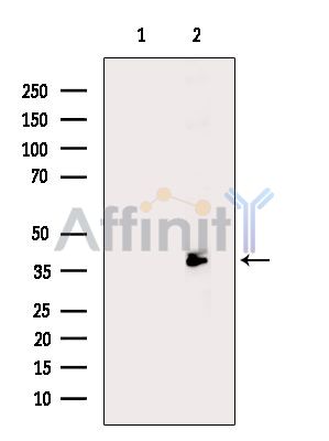 Валидация Affinity DF14587 - 10596