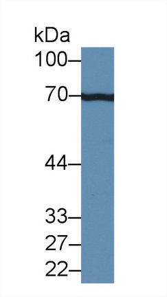 12628