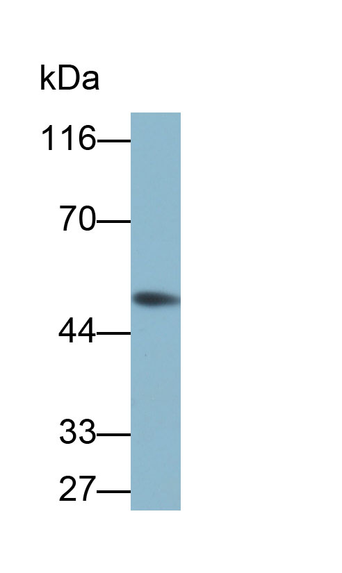 32812