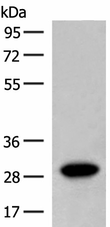 Валидация Elabscience E-AB-52727