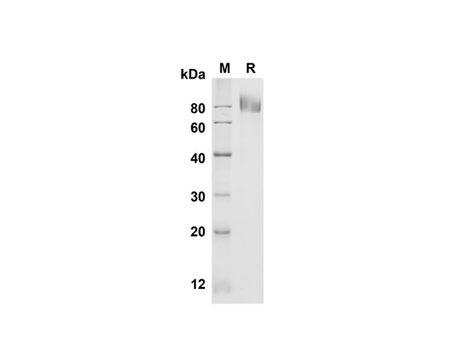 Валидация Elabscience PDMH100294(906)