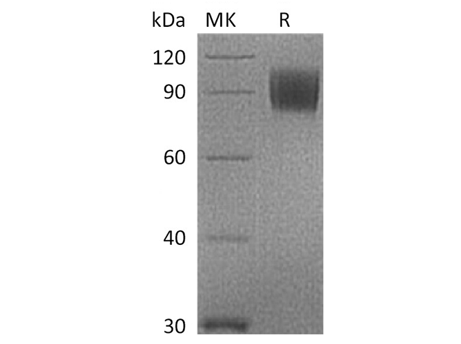 Валидация Elabscience PKSQ050017(5390)