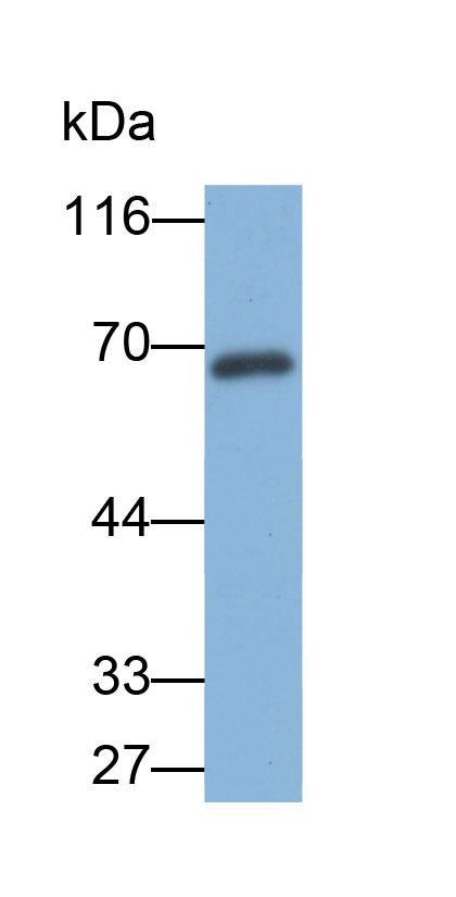 32836