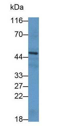 26709