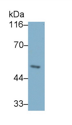 39930