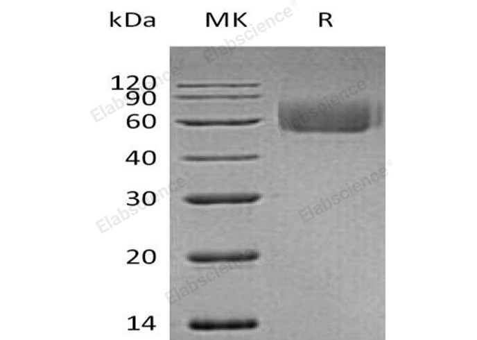 Валидация Elabscience PKSH032562(3015)