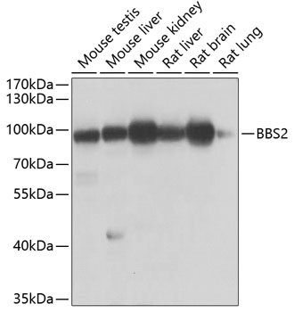 Валидация Elabscience E-AB-62011
