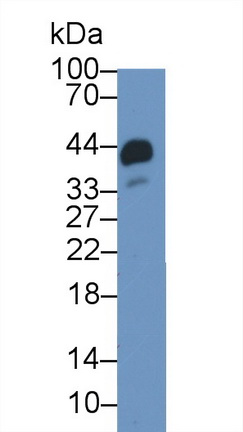 19306