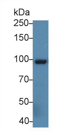 5594