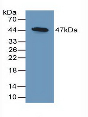 56291