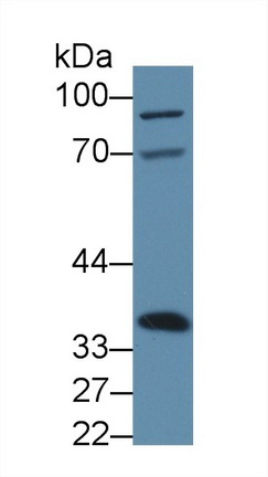 9226