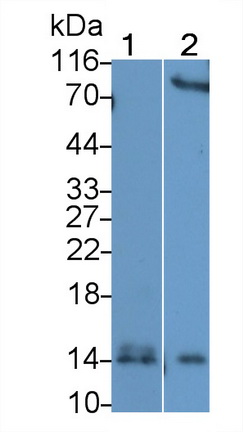 26717