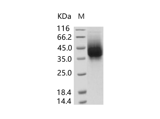Валидация Elabscience PKSV030229(5992)