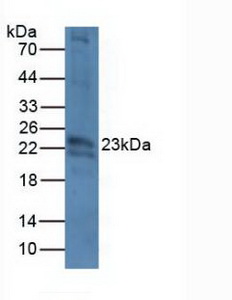 5132