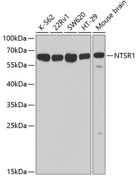 Валидация Elabscience E-AB-60824