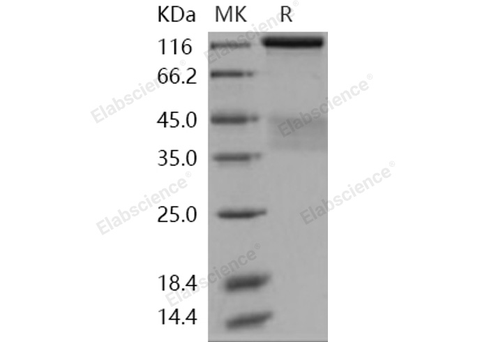 Валидация Elabscience PKSH031265(2012)