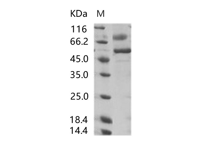 Валидация Elabscience PKSV030253(6020)