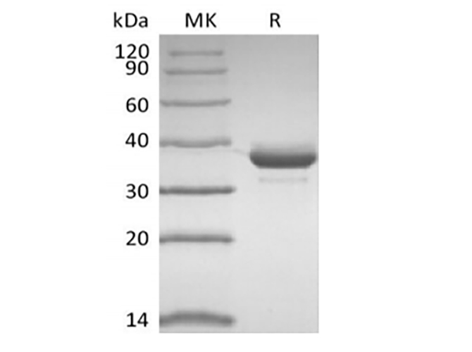 Валидация Elabscience PKSH034009(4240)