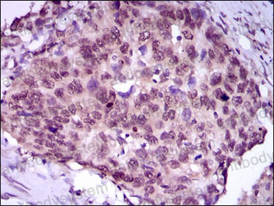 Валидация AntibodySystem RHG08704 (2832)