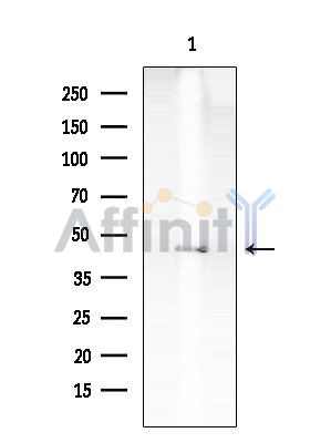 Валидация Affinity DF14798 - 10895