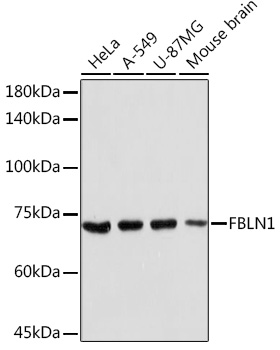 Валидация Elabscience E-AB-91408