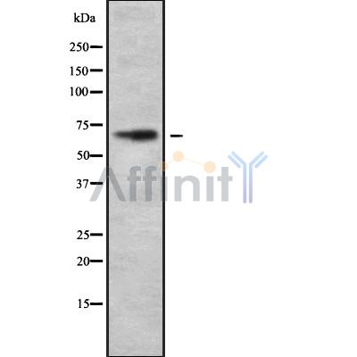Валидация Affinity DF8760 - 20782