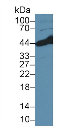 8875