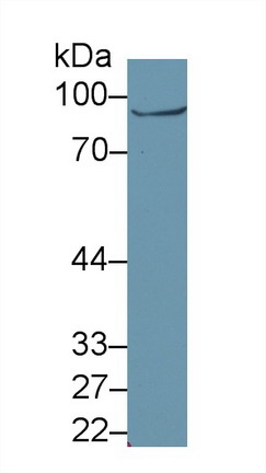 9725