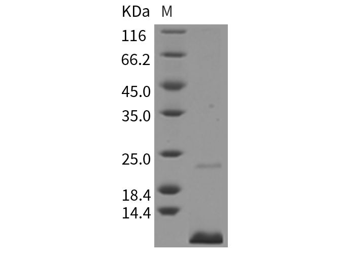 Валидация Elabscience PKSR030126(5496)