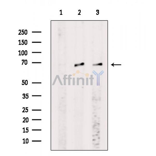 Валидация Affinity AF6732 - 3984