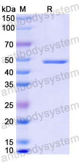 Валидация SDS-PAGE - AntibodySystem RVV13414