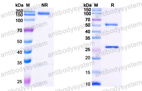 Валидация SDS-PAGE - AntibodySystem FHK17710