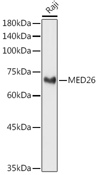Валидация Elabscience E-AB-92270