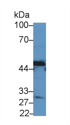 14132