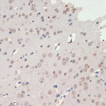 Валидация Elabscience E-AB-66989