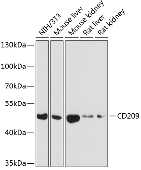 Валидация Elabscience E-AB-63106