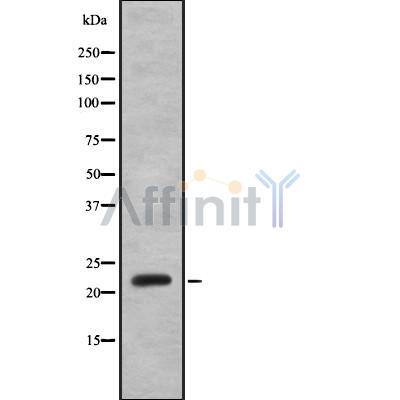 Валидация Affinity DF8973 - 21160