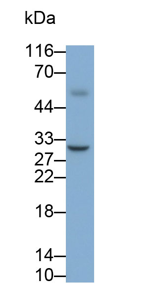 32134