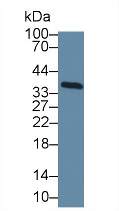 17634